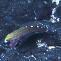 Amblygobius rainfordi (Whitley, 1940)