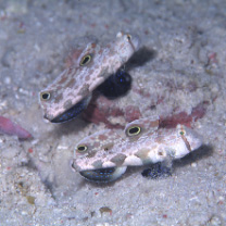 Signigobius biocellatus Hoese et Allen, 1977