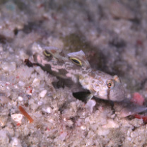 Signigobius biocellatus Hoese et Allen, 1977