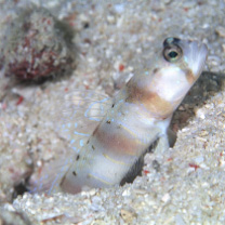 Amblyeleotris arcupinna Mohlmann et Munday, 1999