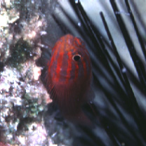 Trimma striatum (Herre, 1945)