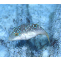 Canthigaster compressa (Proce, 1822)