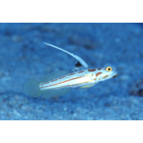 Stonogobiops yasha Yoshino et Shimada, 2001