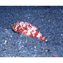Scorpaenopsis cotticeps Fowler, 1938