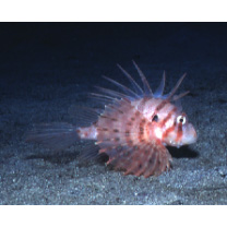 Ebosia bleekeri (Doderlein, 1884)