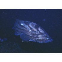 Epinephelus morrhua (Valenciennes, 1833)