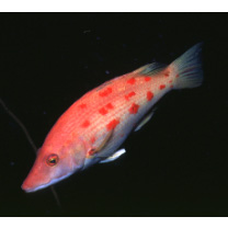 Bodianus oxycephalus (Bleeker, 1862)