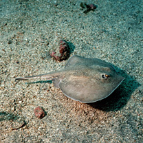 Urolophus aurantiacus Muller et Henle, 1841