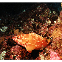 Epinephelus fasciatus (Forsskal, 1775)