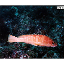 Epinephelus fasciatus (Forsskal, 1775)