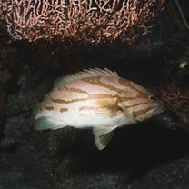 Epinephelus morrhua (Valenciennes, 1833)