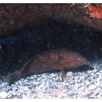 Epinephelus akaara (Temminck et Schlegel, 1842)