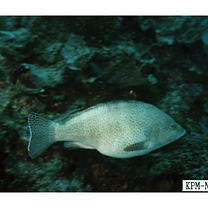 Epinephelus areolatus (Forsskal, 1775)