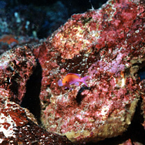 Pseudanthias bicolor (Randall, 1979)
