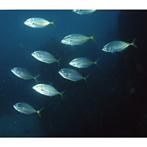 Pseudocaranx dentex (Bloch et Schneider, 1801)