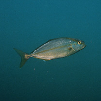 Seriola dumerili (Risso, 1810)