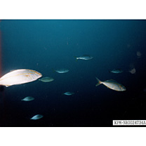 Seriola dumerili (Risso, 1810)