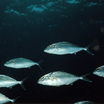 Seriola dumerili (Risso, 1810)