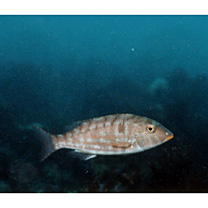 Lethrinus genivittatus Valenciennes, 1830