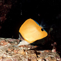 Forcipiger flavissimus Jordan et McGregor, 1898