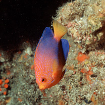 Centropyge interrupta (Tanaka, 1918)