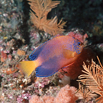 Centropyge interrupta (Tanaka, 1918)