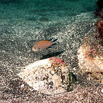 Chromis fumea (Tanaka, 1917)