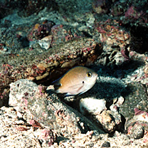 Chromis fumea (Tanaka, 1917)
