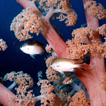 Chromis fumea (Tanaka, 1917)