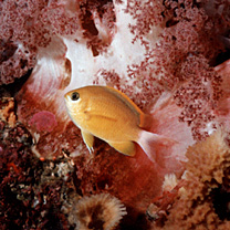 Chromis albicauda Allen et Erdmann, 2009