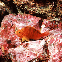 Cirrhitichthys aureus (Temminck et Schlegel, 1843)