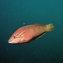 Pseudolabrus eoethinus (Richardson, 1846)