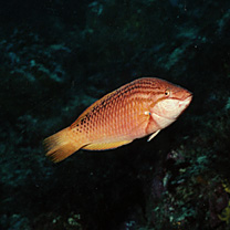 Pseudolabrus eoethinus (Richardson, 1846)