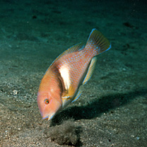 Choerodon azurio (Jordan et Snyder, 1901)