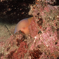 Choerodon azurio (Jordan et Snyder, 1901)