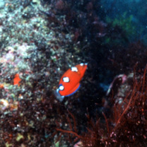 Coris gaimard (Quoy et Gaimard, 1824)