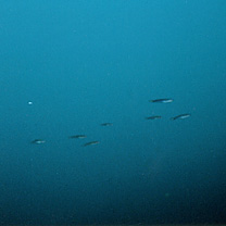 Ptereleotris evides (Jordan et Hubbs, 1925)