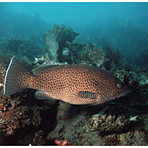 Epinephelus areolatus (Forsskal, 1775)