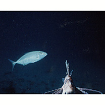 Seriola dumerili (Risso, 1810)