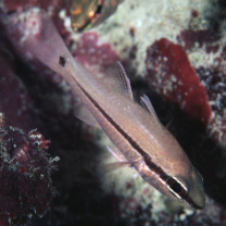 Pristiapogon fraenatus (Valenciennes, 1832)