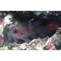 Pristicon trimaculatus (Cuvier, 1828)