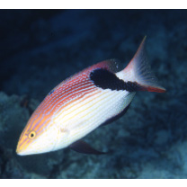 Bodianus loxozonus (Snyder, 1908)