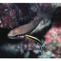 Labroides bicolor Fowler et Bean, 1928