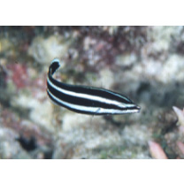 Labropsis manabei Schmidt, 1931