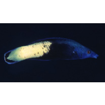 Labroides bicolor Fowler et Bean, 1928