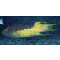 Bodianus rufus (Linnaeus, 1758)