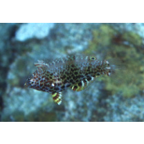 Macropharyngodon meleagris (Valenciennes, 1839)