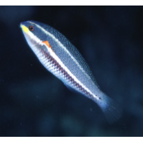 Stethojulis albovittata (Bonnaterre, 1788)