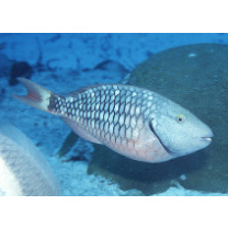 Sparisoma viride (Bonnaterre, 1788)