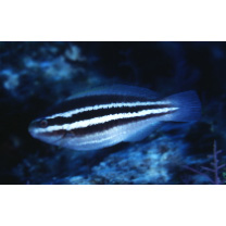 Scarus taeniopterus Desmarest, 1831